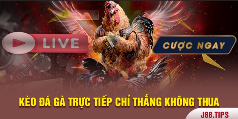 Cách bắt kèo đá gà cực chuẩn