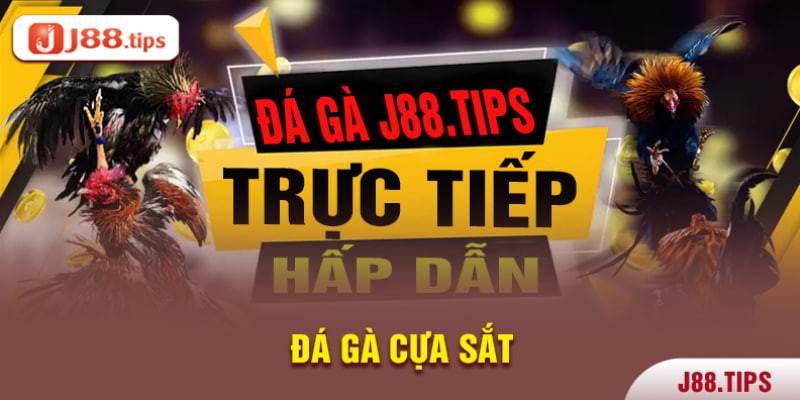 Đá gà cựa sắt trực tiếp