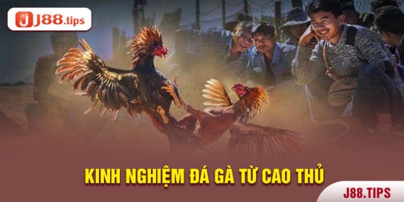 Kinh nghiệm cá cược đá gà từ cao thủ