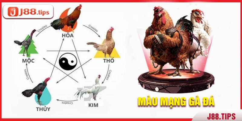 Màu mạng gà đá theo phong thủy là gì