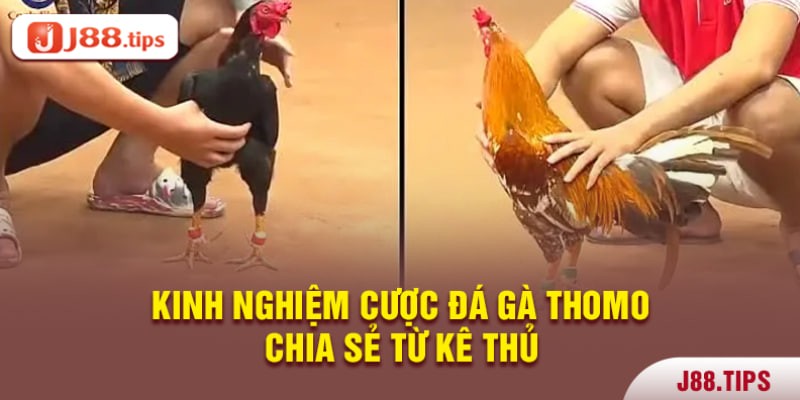 Một số kinh nghiệm đặt cược đá gà 