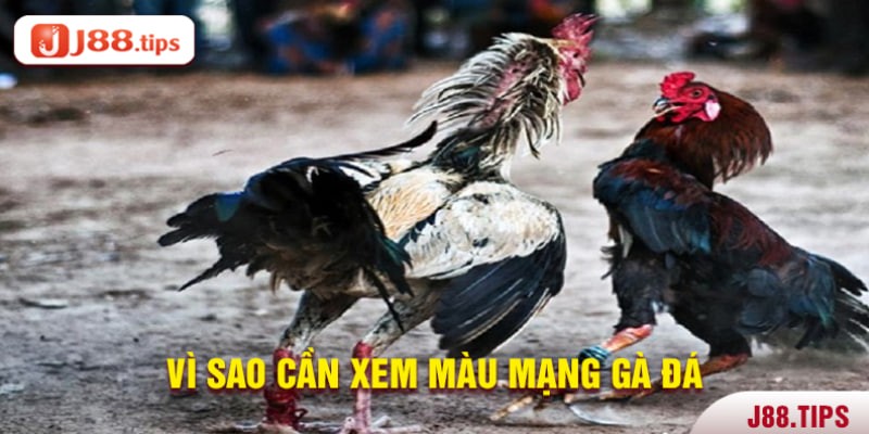 Tại sao cần xem màu mạng gà đá