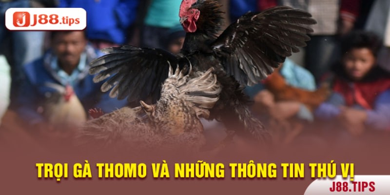 Tìm hiểu về đá gà Thomo