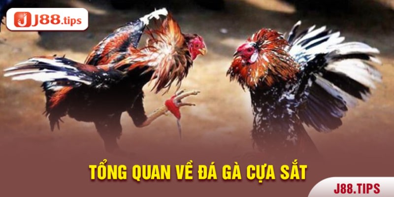 Tìm hiểu về đá gà cựa sắt