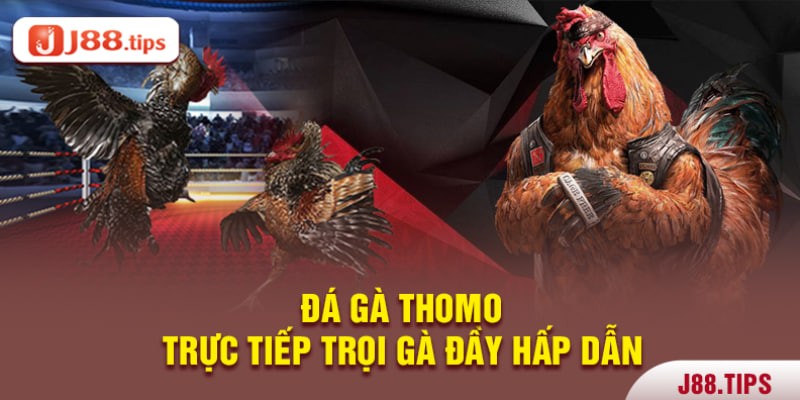 Trực tiếp đá gà Thomo gay cấn và đầy hấp dẫn