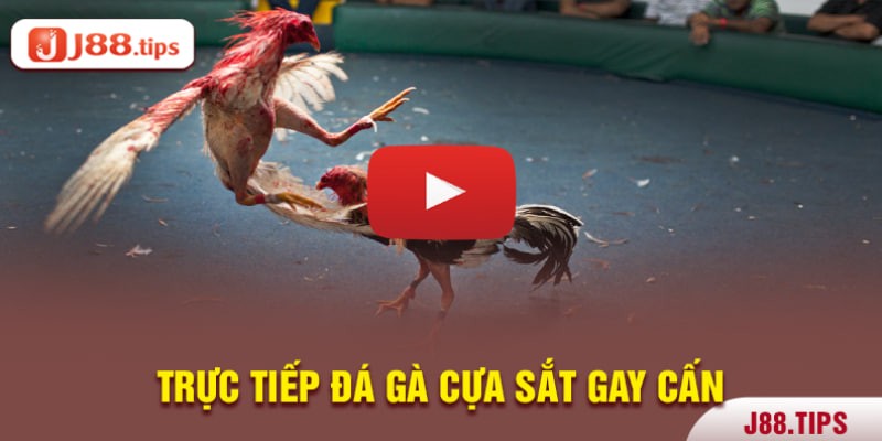 Trực tiếp đá gà cựa sắt gay cấn, hồi hộp