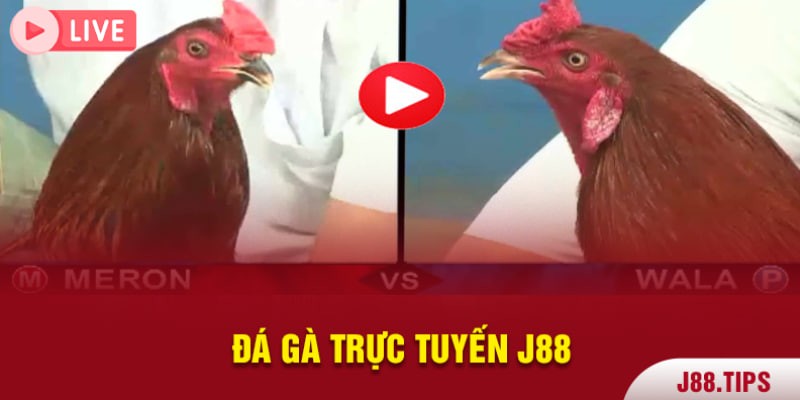 Trực tiếp đá gà j88