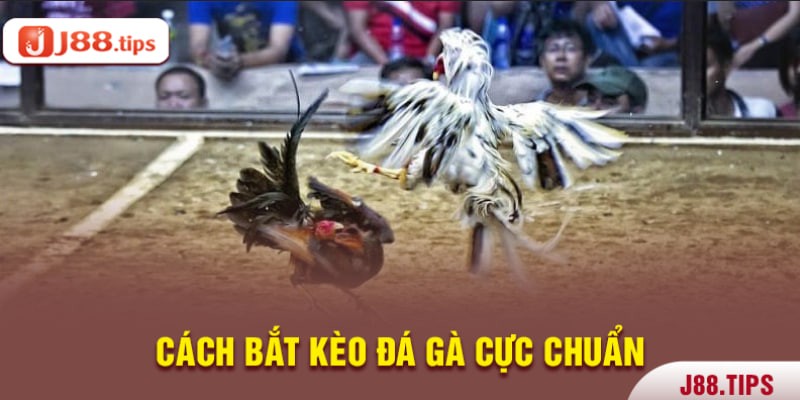 Cách bắt kèo đá gà cực đỉnh