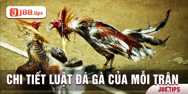 Luật đá gà sau mỗi trận đánh