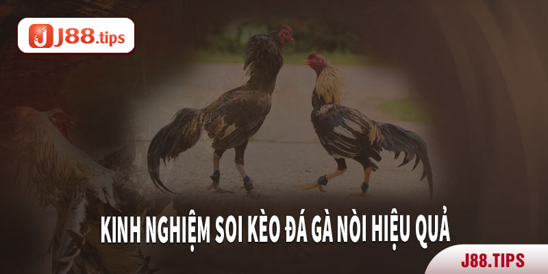 Kinh nghiệm soi kèo đá gà nòi hiệu quả