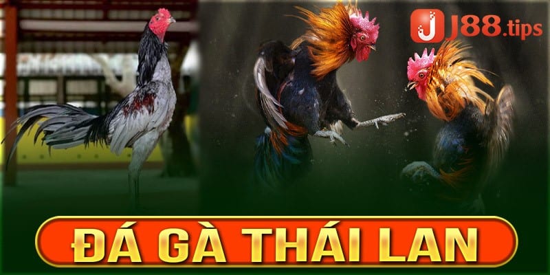 Đá gà Thailand