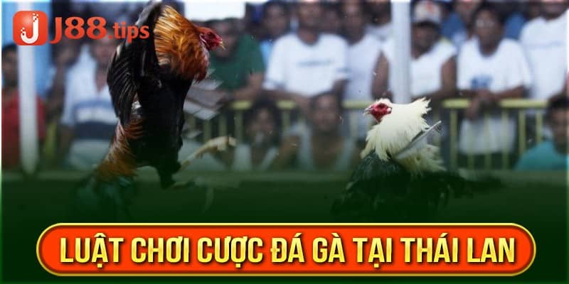 Tân thủ nên xem qua các cửa cược chơi gà chọi Thái Lan trước khi bắt đầu