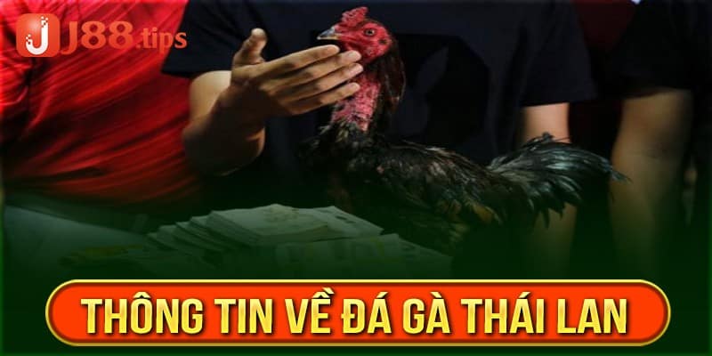 Đá gà Thái Lan là bộ môn hấp dẫn bậc nhất thị trường